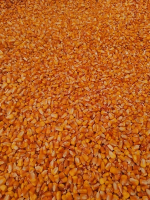   Vând porumb sfaramat