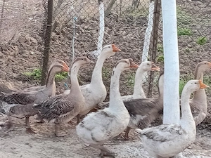 Vind Gîste tinere  - imagine 3