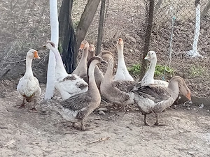 Vind Gîste tinere  - imagine 5