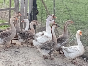 Vind Gîste tinere  - imagine 2