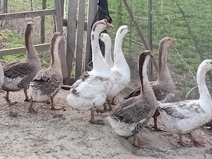 Vind Gîste tinere  - imagine 4