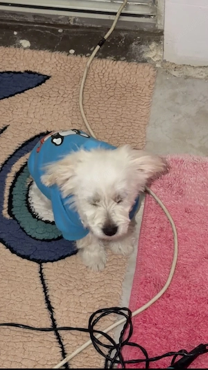 vand Bichon maltez talue mica 