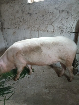 vand scrofita gestanta