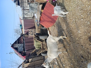 animalele de vânzare preț bun - imagine 2