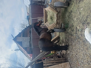 animalele de vânzare preț bun - imagine 3