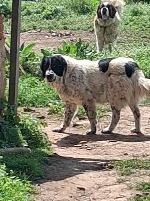 Vand Femela de Bucovina  - imagine 3