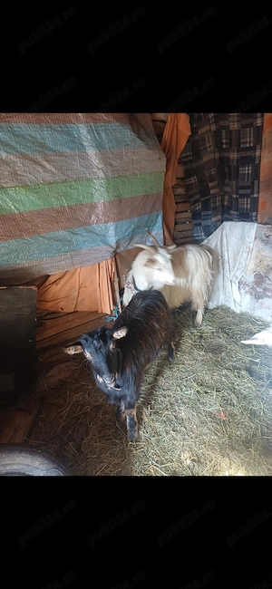 animalele de vânzare preț bun - imagine 4