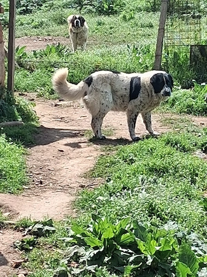 Vand Femela de Bucovina  - imagine 5