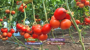 Rasad tomate rosii vinete castraveti ardei 2026 | Vand Rasaduri Legume