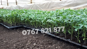 Rasad tomate rosii vinete castraveti ardei 2026 | Vand Rasaduri Legume