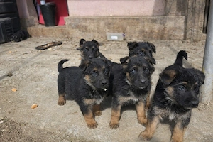 pui ciobănesc german 