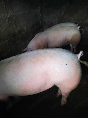 vand porci - imagine 2