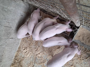 Purcei landrace de vinzare - imagine 5