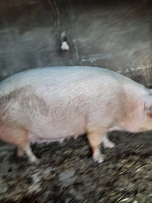 Purcea peste 350 kg - imagine 2