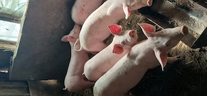 vând purcei 30. 35. kg rasa buna de carne  