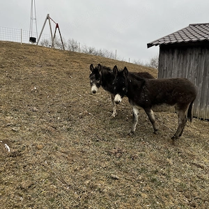 Vînd două măgăriță  - imagine 3