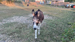 Vînd două măgăriță  - imagine 4