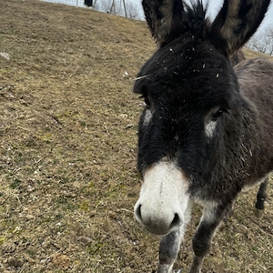 Vînd două măgăriță 