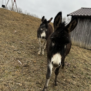 Vînd două măgăriță  - imagine 2