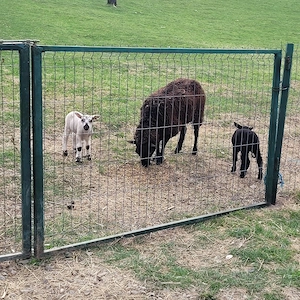vand sau schimboie texel la 2 fatare cu doi miei - imagine 3