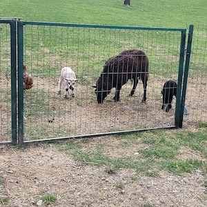 vand sau schimboie texel la 2 fatare cu doi miei
