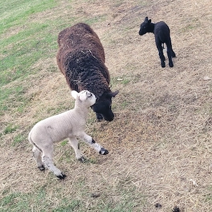 vand sau schimboie texel la 2 fatare cu doi miei - imagine 2