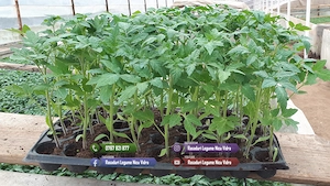 Vand rasaduri legume : Rasad de rosii ardei castraveti vinete salata - imagine 3