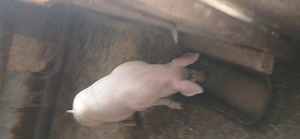 vând purcei 30.  35 kg  porci 120 kg - imagine 3