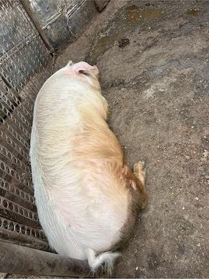 vand porc marele alb  - imagine 4