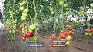 Vand rasaduri legume : Rasad de rosii ardei castraveti vinete salata