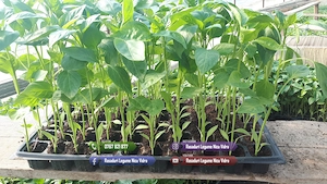 Vand rasaduri legume : Rasad de rosii ardei castraveti vinete salata - imagine 5