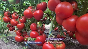 Vand rasaduri legume : Rasad de rosii ardei castraveti vinete salata - imagine 4