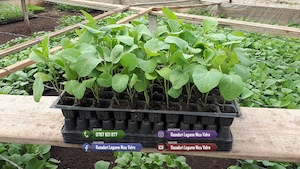 Vand rasaduri legume : Rasad de rosii ardei castraveti vinete salata - imagine 8