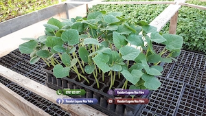 Vand rasaduri legume : Rasad de rosii ardei castraveti vinete salata - imagine 7