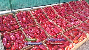 Vand rasaduri legume : Rasad de rosii ardei castraveti vinete salata - imagine 6