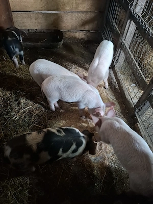 Vand purcei disponibili 3 baieți - imagine 3