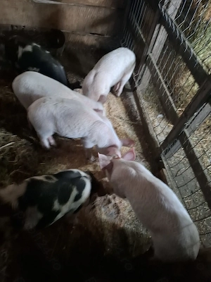 Vand purcei disponibili 3 baieți - imagine 2