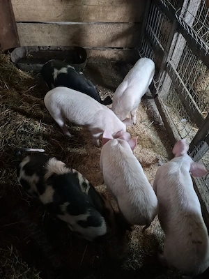 Vand purcei disponibili 3 baieți