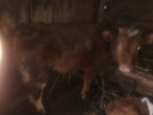 vind vitica - imagine 3