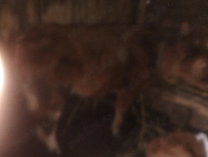 vind vitica - imagine 2