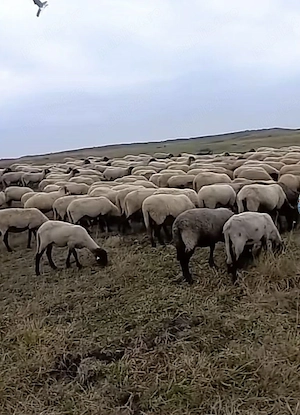 Miei de Paște de vânzare 25viu 40carcasa livrare Bucuresti ilfov - imagine 3