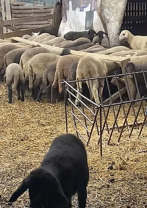 Miei de Paște de vânzare 25viu 40carcasa livrare Bucuresti ilfov