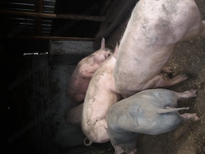 Disponibili 90 kg... - imagine 2