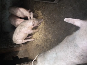 Disponibili 90 kg...