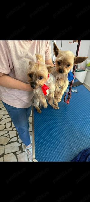 Yorkshire Mini Toy  - imagine 2