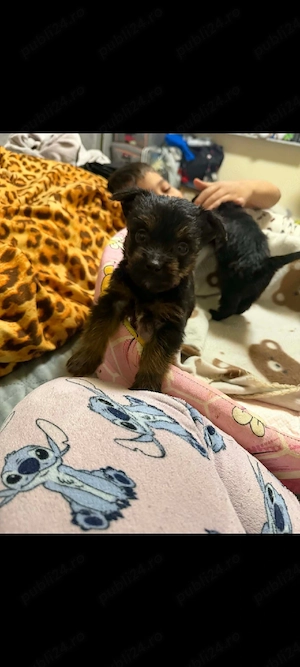 Yorkshire Mini Toy  - imagine 3