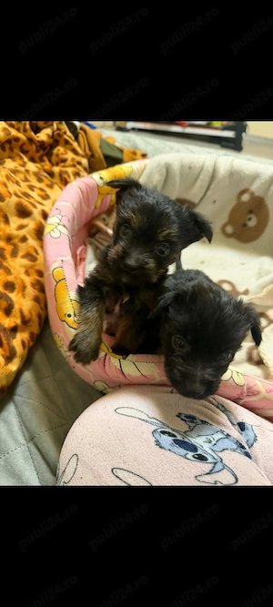 Yorkshire Mini Toy  - imagine 4