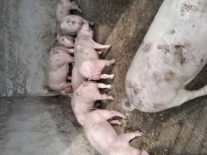 Vind purcei - imagine 2