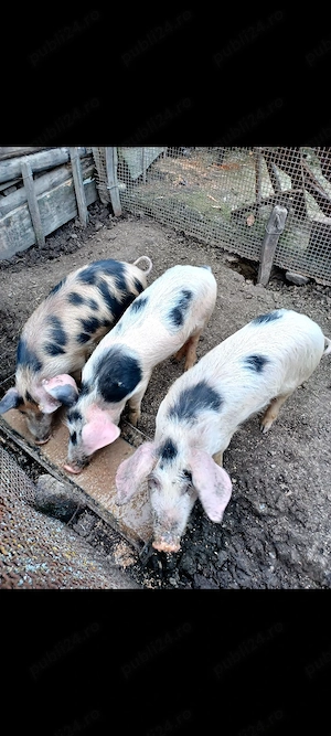 Vând purcei de 3 luni - imagine 2