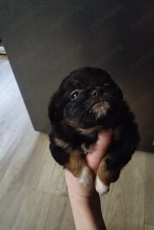 Donații animale - imagine 4